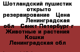 Шотландский пушистик, открыто резервирование › Цена ­ 30 000 - Ленинградская обл., Санкт-Петербург г. Животные и растения » Кошки   . Ленинградская обл.